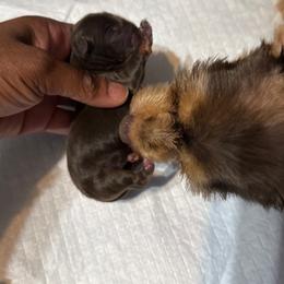 Suga Baby - Chocolate and tan female Yorkshire Terrier puppy in Dallas, Texas from JBzPawz