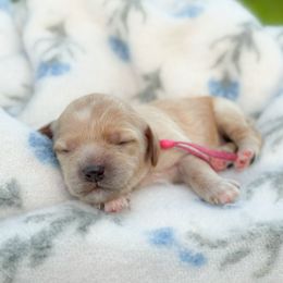 Feta - Cream female Cockapoo puppy in Pledger, Texas from Sugarbear Cockapoos