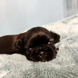 Poppy - Black and tan female Shih Tzu puppy in Hawthorne, Florida from Simply Southern Shihtzus