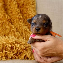 Sweet potato - male Australian Mountain Doodle puppy in Murray, Utah from Sun Valley Doodles