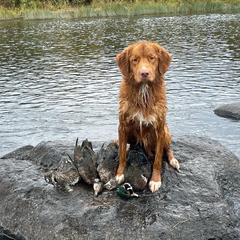 Nova Scotia Duck Tolling Retrievers from Riverside Tollers