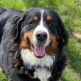 Bernese Mountain Dogs from Midnight Mountain Paws