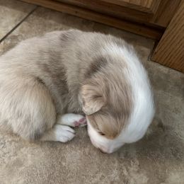 Australian Shepherd Puppies from Friendly Hills Aussies