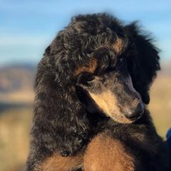 Poodles from Rocky Mountain Luxe Puff Poodles