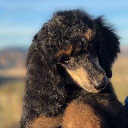 Poodles from Rocky Mountain Luxe Puff Poodles