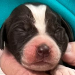 Annabelle boy 2 - Liver and white male Brittany puppy in Floyd Knobs, Indiana from Cross Creek Brittanys