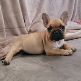 French Bulldog Puppies from Addylane Frenchies