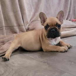 French Bulldog Puppies from Addylane Frenchies