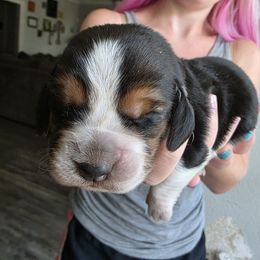 Light Green - Black white and brown male Basset Hound puppy in Clyde, Texas from Hazard Hound Kennels