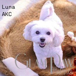 Luna - Maltese