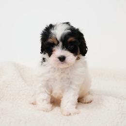 Milo - Tri-color male Cavapoo puppy in Apple Creek, Ohio from Grandeur Valley Puppies