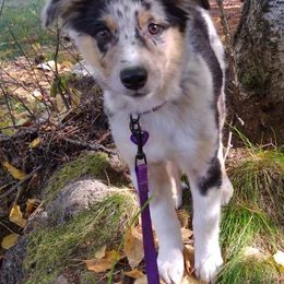 Australian Shepherd, Miniature Australian Shepherd, and Toy Australian Shepherd Puppies from V5 Mini Aussies