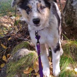 Australian Shepherd, Miniature Australian Shepherd, and Toy Australian Shepherd Puppies from V5 Mini Aussies