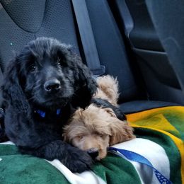 Golden Retriever and Goldendoodle Puppies from Doodles at Dewey Acres