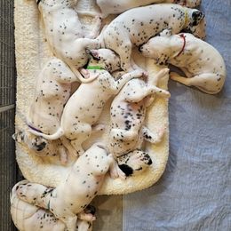 Dalmatian puppies from Stephanie's Dalmatians