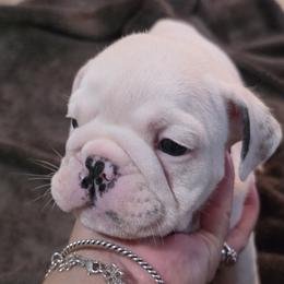Freckles - Brindle male Bulldog puppy in Brookshire, Texas from Nelda Fernandez
