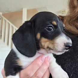 Rosie's black and tan piebald smooth boy - Black and tan male Dachshund puppy in Declo, Idaho from Dozendachs