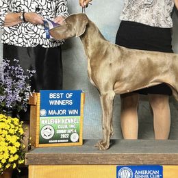Weimaraners from Misty Mountain Weimaraners