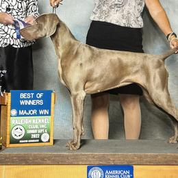 Weimaraners from Misty Mountain Weimaraners
