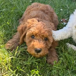 Mel - (Caramel Swirl) - Red female Bordoodle puppy in Canfield, Ohio from Poo's Doo's & Inu's