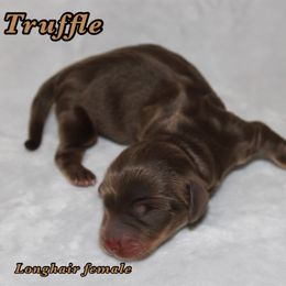 Truffle - Chocolate and tan female Dachshund puppy in Paris, Texas from Kuttin’ Up Mini Aussies
