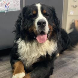 Bernedoodle, Bernese Mountain Dog, and Poodle All Grown Up from Lost coast doodles