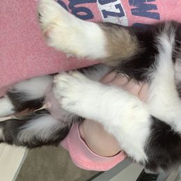 Aussiedoodle Puppies from North 40 Aussiedoodles