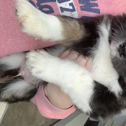 Aussiedoodle Puppies from North 40 Aussiedoodles