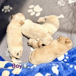 Isabela - Cream female Maltipoo puppy in Bells, Texas from Partridge Doodles and Poodles