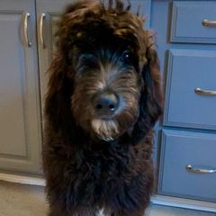 Sold- Prince - Black Double Doodle puppy in Norfolk, Virginia from Móraí’s Doodles