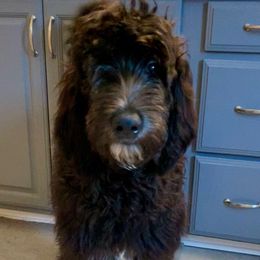 Sold- Prince - Black Double Doodle puppy in Norfolk, Virginia from Móraí’s Doodles