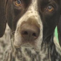 German Shorthaired Pointer All Grown Up from Aus Dem Norden GSP’s