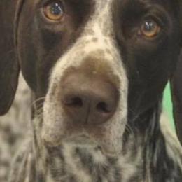 German Shorthaired Pointer All Grown Up from Aus Dem Norden GSP’s
