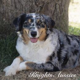Sylvie - Australian Shepherd