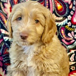 Orange - Caramel red Australian Labradoodle puppy in Oxford, Mississippi from Stony Brook Australian Labradoodles