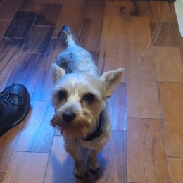 Bird - Silky Terrier