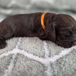 Peach - Brown female Cocker Spaniel puppy in Fresno, California from Carvajal Cockers