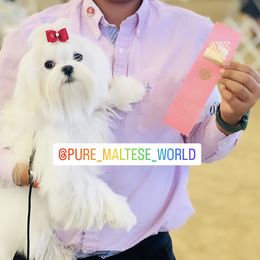 Maltese Puppies from Marvellous Maltese