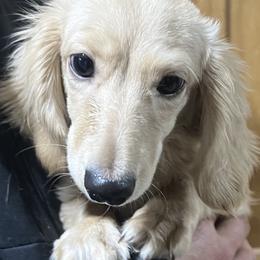 Snickerdoodle - Dachshund