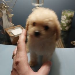 Poodle Puppies from Bloomingdale Toy Poodles