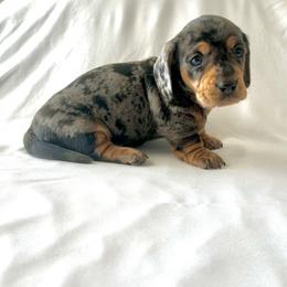 Boy 1 - Dapple male Dachshund puppy in Silver Springs, Florida from DeMarsh's Dachshunds