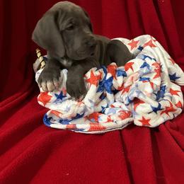 Great Dane Puppies from DeBruce Danes