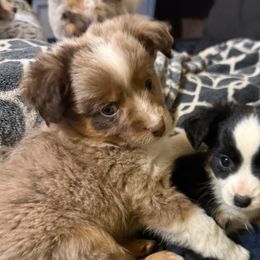 Dr. Pepper - Red merle male Australian Shepherd puppy in Churchill County Fallon, Nevada from Card Family Ranch