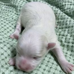 No name - White female Maltese puppy in Hillman, Michigan from Susan's Maltese