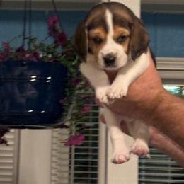 Miles - Black tan and white male Beagle puppy in Meridianville, Alabama from Spear Haven Beagles (formerly Spear Lake Beagles)