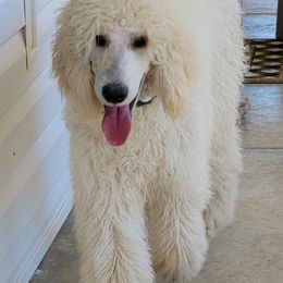 Poodles from New Life Family Farm