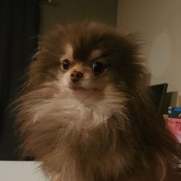 Chihuahuas, French Bulldogs, and Pomeranians from Steel City Exotics