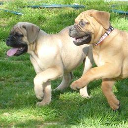 Bullmastiffs from Barb'Eric Bullmastiffs
