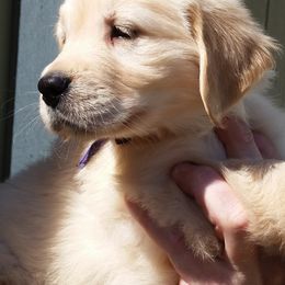 Golden Retriever Puppies from G & G Goldens