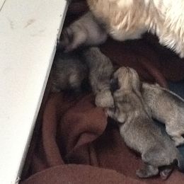 Pug Puppies from House of Briggs Pugs